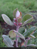 Shrubs ~ Arctostaphylos silvicola 'Ghostly', Santa Cruz Manzanita ~ Dancing Oaks Nursery and Gardens ~ Retail Nursery ~ Mail Order Nursery