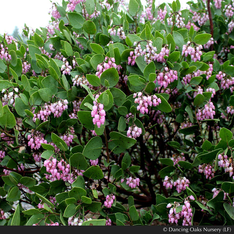 Shrubs ~ Arctostaphylos patula 'Siskiyou Pink', Manzanita ~ Dancing Oaks Nursery and Gardens ~ Retail Nursery ~ Mail Order Nursery