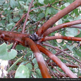 Shrubs ~ Arctostaphylos manzanita 'St. Helena', Manzanita ~ Dancing Oaks Nursery and Gardens ~ Retail Nursery ~ Mail Order Nursery