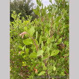 Shrubs ~ Arctostaphylos manzanita 'Upstanding', Common Manzanita ~ Dancing Oaks Nursery and Gardens ~ Retail Nursery ~ Mail Order Nursery