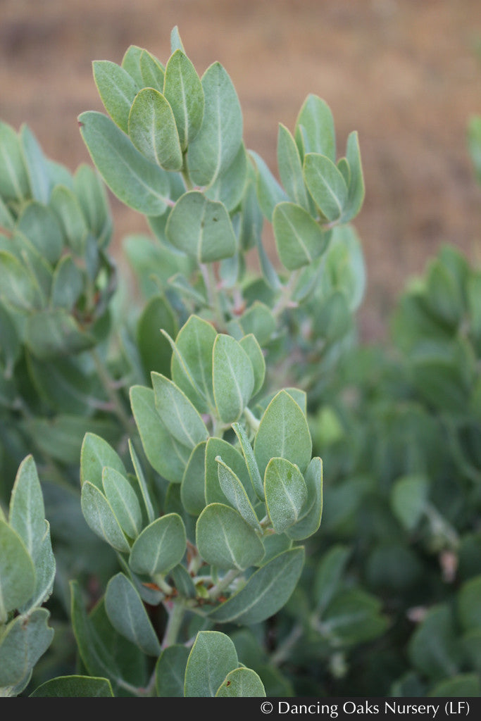 Shrubs ~ Arctostaphylos columbiana 'Windy Point' (FLN12), Hairy Manzanita ~ Dancing Oaks Nursery and Gardens ~ Retail Nursery ~ Mail Order Nursery