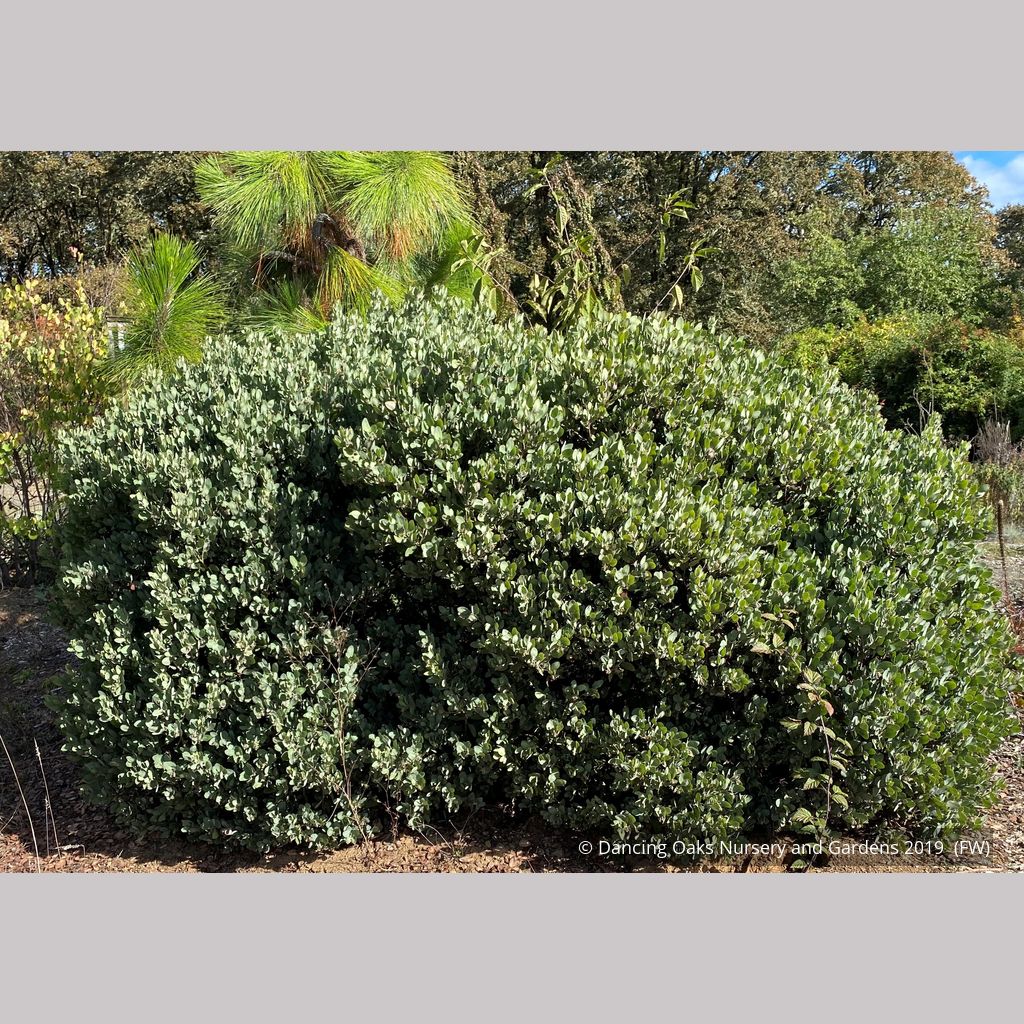 Arctostaphylos columbiana 'Windy Point' (FLN12), Hairy Manzanita