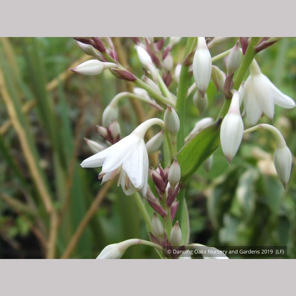 white rock lily Arthropodium cirratum, Renga Lily, New Zealand Rock Lily