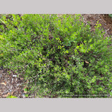 Shrubs ~ Arctostaphylos hookeri 'Wayside', Manzanita ~ Dancing Oaks Nursery and Gardens ~ Retail Nursery ~ Mail Order Nursery