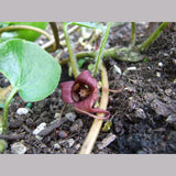 Perennials ~ Asarum caudatum, Native Ginger ~ Dancing Oaks Nursery and Gardens ~ Retail Nursery ~ Mail Order Nursery