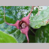 Perennials ~ Asarum caudatum, Native Ginger ~ Dancing Oaks Nursery and Gardens ~ Retail Nursery ~ Mail Order Nursery