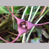Perennials ~ Asarum caudatum, Native Ginger ~ Dancing Oaks Nursery and Gardens ~ Retail Nursery ~ Mail Order Nursery