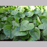 Perennials ~ Asarum caudatum, Native Ginger ~ Dancing Oaks Nursery and Gardens ~ Retail Nursery ~ Mail Order Nursery
