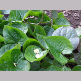 Perennials ~ Asarum caudatum, Native Ginger ~ Dancing Oaks Nursery and Gardens ~ Retail Nursery ~ Mail Order Nursery