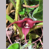 Perennials ~ Asarum caudatum, Native Ginger ~ Dancing Oaks Nursery and Gardens ~ Retail Nursery ~ Mail Order Nursery