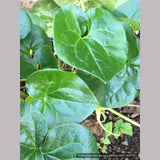 Perennials ~ Asarum caudatum f. album, White-Flowered Native Ginger ~ Dancing Oaks Nursery and Gardens ~ Retail Nursery ~ Mail Order Nursery