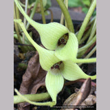 Perennials ~ Asarum caudatum f. album, White-Flowered Native Ginger ~ Dancing Oaks Nursery and Gardens ~ Retail Nursery ~ Mail Order Nursery