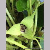 Perennials ~ Asarum caudatum f. album, White-Flowered Native Ginger ~ Dancing Oaks Nursery and Gardens ~ Retail Nursery ~ Mail Order Nursery