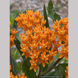 Perennials ~ Asclepias tuberosa, Butterfly Milkweed ~ Dancing Oaks Nursery and Gardens ~ Retail Nursery ~ Mail Order Nursery
