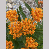 Asclepias tuberosa, Butterfly Milkweed