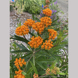 Perennials ~ Asclepias tuberosa, Butterfly Milkweed ~ Dancing Oaks Nursery and Gardens ~ Retail Nursery ~ Mail Order Nursery