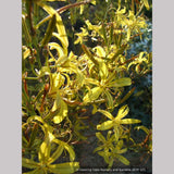 Perennials ~ Asphodeline liburnica, Jacob's Rod ~ Dancing Oaks Nursery and Gardens ~ Retail Nursery ~ Mail Order Nursery