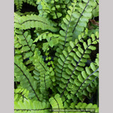 Ferns ~ Asplenium trichomanes, Common Spleenwort ~ Dancing Oaks Nursery and Gardens ~ Retail Nursery ~ Mail Order Nursery