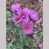 Symphyotrichum (syn. Aster) novae-angliae 'Betel Nut', New England Aster