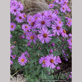 Symphyotrichum (syn. Aster) novae-angliae 'Betel Nut', New England Aster