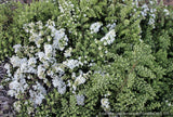 Perennials ~ Aster (syn. Symphyotrichum) ericoides var. prostrata 'Snow Flurry', Heath Aster ~ Dancing Oaks Nursery and Gardens ~ Retail Nursery ~ Mail Order Nursery