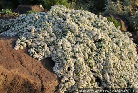Perennials ~ Aster (syn. Symphyotrichum) ericoides var. prostrata 'Snow Flurry', Heath Aster ~ Dancing Oaks Nursery and Gardens ~ Retail Nursery ~ Mail Order Nursery