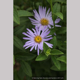 Perennials ~ Aster x frikartii 'Mönch' ('Monch'), Frikart's aster ~ Dancing Oaks Nursery and Gardens ~ Retail Nursery ~ Mail Order Nursery