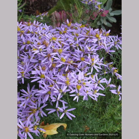 Perennials ~ Aster sedifolius 'Nanus' ~ Dancing Oaks Nursery and Gardens ~ Retail Nursery ~ Mail Order Nursery