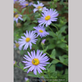 Perennials ~ Aster x frikartii 'Mönch' ('Monch'), Frikart's aster ~ Dancing Oaks Nursery and Gardens ~ Retail Nursery ~ Mail Order Nursery