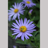 Perennials ~ Aster x frikartii 'Mönch' ('Monch'), Frikart's aster ~ Dancing Oaks Nursery and Gardens ~ Retail Nursery ~ Mail Order Nursery