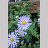 Perennials ~ Aster x frikartii 'Mönch' ('Monch'), Frikart's aster ~ Dancing Oaks Nursery and Gardens ~ Retail Nursery ~ Mail Order Nursery