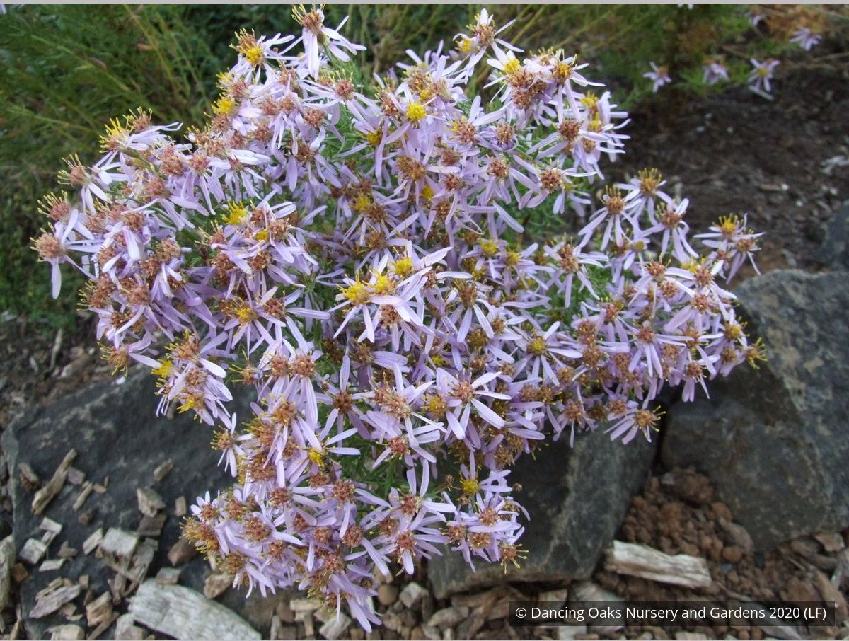 Perennials ~ Aster sedifolius 'Nanus' ~ Dancing Oaks Nursery and Gardens ~ Retail Nursery ~ Mail Order Nursery