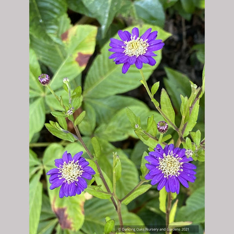 Aster trifoliatus ssp ageratoides 'Ezo Murasaki'