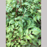 Perennials ~ Astilbe x crispa 'Perkeo', False Spirea ~ Dancing Oaks Nursery and Gardens ~ Retail Nursery ~ Mail Order Nursery