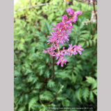 Perennials ~ Astilbe x crispa 'Perkeo', False Spirea ~ Dancing Oaks Nursery and Gardens ~ Retail Nursery ~ Mail Order Nursery