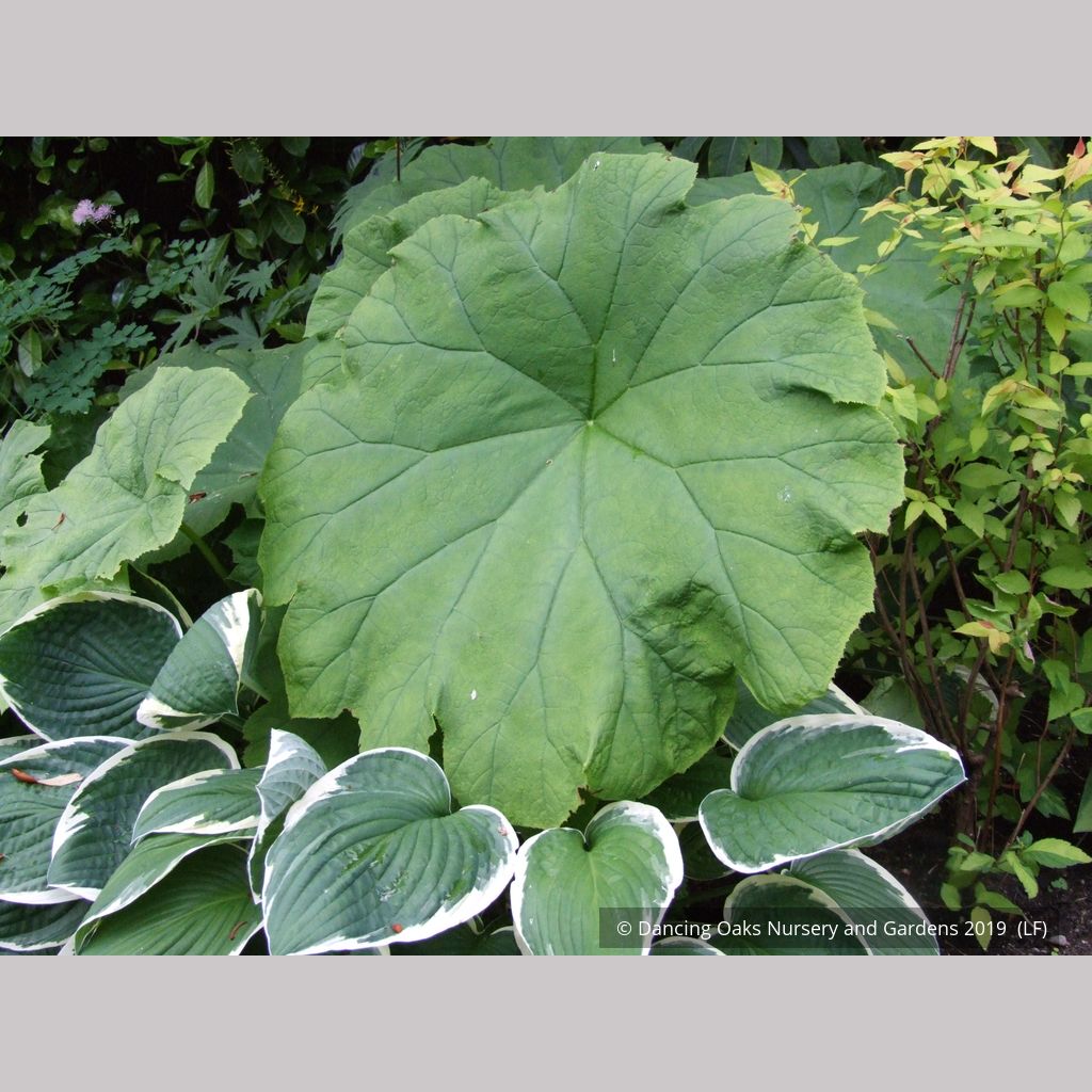 Astilboides tabularis (syn. Rodgersia tabularis)