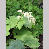 Perennials ~ Astilboides tabularis (syn. Rodgersia tabularis) ~ Dancing Oaks Nursery and Gardens ~ Retail Nursery ~ Mail Order Nursery