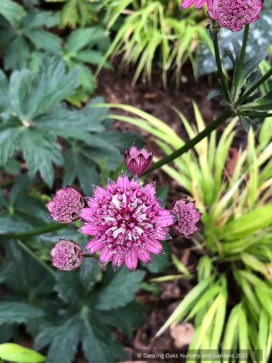 Perennials ~ Astrantia major 'Burgundy Manor', Masterwort ~ Dancing Oaks Nursery and Gardens ~ Retail Nursery ~ Mail Order Nursery