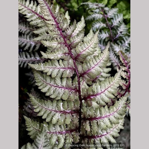 Ferns ~ Athyrium niponicum 'Regal Red', Japanese Painted Fern ~ Dancing Oaks Nursery and Gardens ~ Retail Nursery ~ Mail Order Nursery
