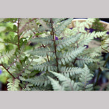 Ferns ~ Athyrium x 'Ghost', Japanese Painted Fern ~ Dancing Oaks Nursery and Gardens ~ Retail Nursery ~ Mail Order Nursery