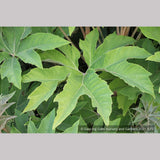 Perennials ~ Tetrapanax papyrifera 'Steroidal Giant', Paper Bush ~ Dancing Oaks Nursery and Gardens ~ Retail Nursery ~ Mail Order Nursery