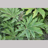 Perennials ~ Tetrapanax papyrifera 'Steroidal Giant', Paper Bush ~ Dancing Oaks Nursery and Gardens ~ Retail Nursery ~ Mail Order Nursery