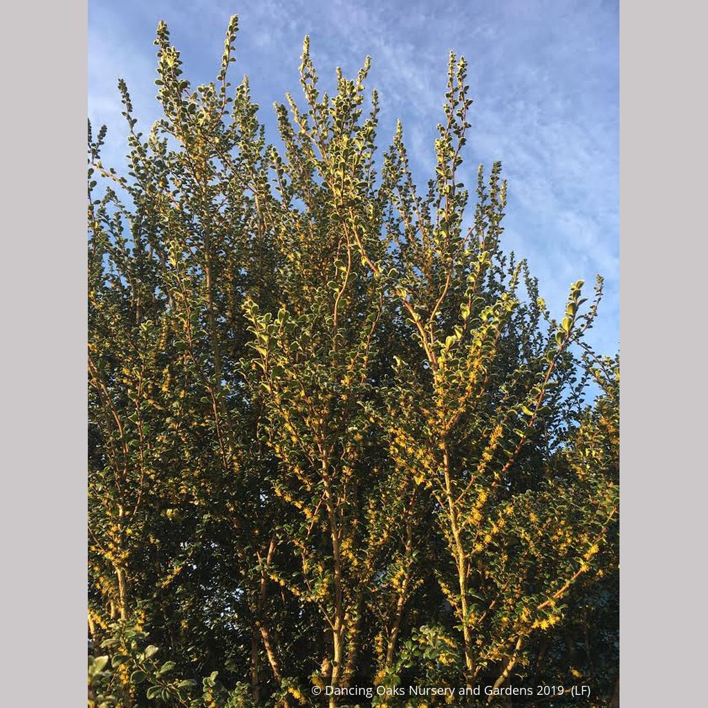 Trees ~ Azara microphylla, Boxleaf Azara/Chin chin/Vanilla Tree ~ Dancing Oaks Nursery and Gardens ~ Retail Nursery ~ Mail Order Nursery