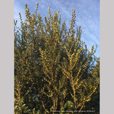 Trees ~ Azara microphylla, Boxleaf Azara/Chin chin/Vanilla Tree ~ Dancing Oaks Nursery and Gardens ~ Retail Nursery ~ Mail Order Nursery
