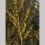 Trees ~ Azara microphylla, Boxleaf Azara/Chin chin/Vanilla Tree ~ Dancing Oaks Nursery and Gardens ~ Retail Nursery ~ Mail Order Nursery