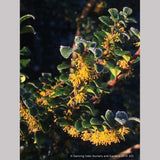 Trees ~ Azara microphylla, Boxleaf Azara/Chin chin/Vanilla Tree ~ Dancing Oaks Nursery and Gardens ~ Retail Nursery ~ Mail Order Nursery