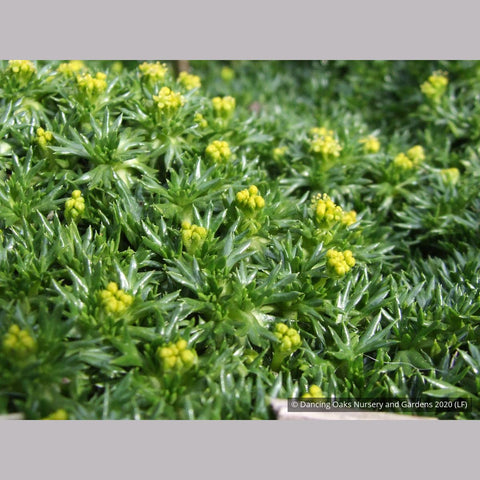 Perennials ~ Azorella trifurcata 'Nana' aka Bolax gummifera 'Nana' ~ Dancing Oaks Nursery and Gardens ~ Retail Nursery ~ Mail Order Nursery