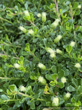 Baccharis magellanica (syn. B. tricuneata), Christmas Bush/Inca Gem