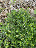 Baccharis magellanica (syn. B. tricuneata), Christmas Bush/Inca Gem