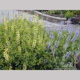 Perennials ~ Baptisia Seedlings, False Indigo ~ Dancing Oaks Nursery and Gardens ~ Retail Nursery ~ Mail Order Nursery
